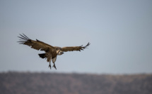 Israël: un vautour présumé espion récupéré au Liban grâce à l'ONU
