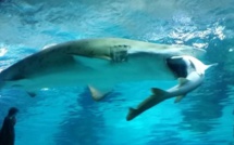 Un requin en mange un autre dans un aquarium de Séoul