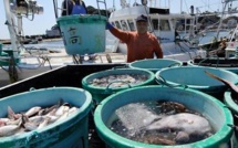 La vie houleuse des pêcheurs de Fukushima