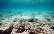 Les récifs de Nouvelle-Calédonie frappés par un épisode de blanchissement massif