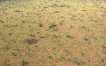 Insolite: des "cercles de fées" découverts en Australie