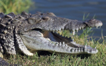 Un touriste russe tué par un crocodile en Indonésie