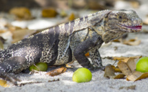 Un iguane retrouvé à Tipaerui