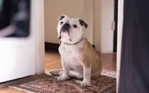 Cannes: Nellie, la chienne de "Paterson", reçoit la Palm Dog... à titre posthume