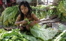 Indonésie: des milliers d'enfants employés dans les plantations de tabac