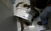 Thaïlande: un homme mordu au pénis par un python se rétablit