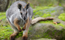 Un kangourou saute sur une Australienne et lui rompt ses implants mammaires