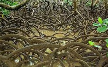 Un projet valorisant la mangrove en Nouvelle-Calédonie primé