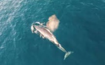 De rares cétacés filmés par un drone en train de s'alimenter. Images spectaculaires