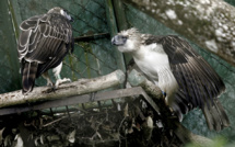 Un minuscule sanctuaire offre une lueur d'espoir aux aigles menacés des Philippines