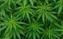 Australie: son père brûle ses plants de cannabis, il appelle la police