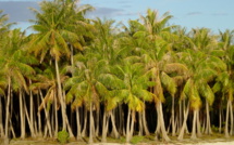 Un nouveau projet vise à sauvegarder la diversité des variétés de cocotiers dans les îles du Pacifique