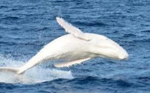 Une baleine à la peau de porcelaine aperçue au large de l'Australie