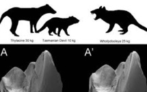 Un ancien marsupial carnivore découvert en Australie