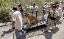 Après un déluge de feu en Californie, une Arche de Noé regagne ses pénates