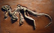 Un petit dinosaure révèle son anatomie cachée grâce aux rayons X